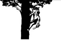 Denton Tree Removal, Tree Trimming / Pruning. 940-595-3335 - Samuel's ...