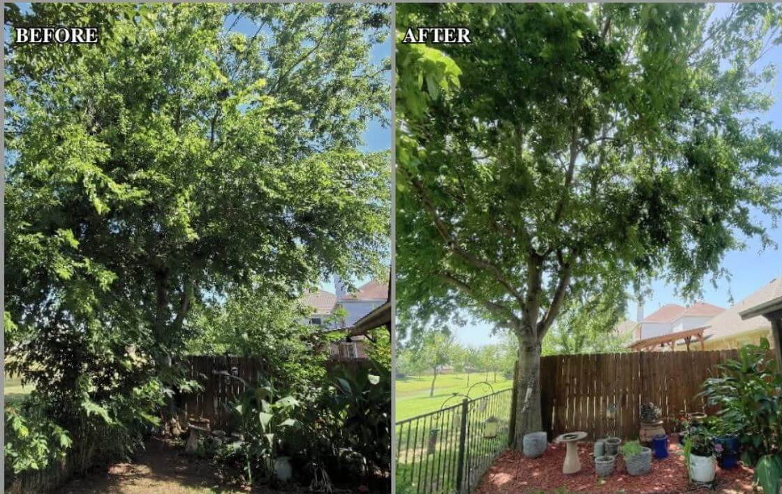 Denton Tree Trimming – Canopy Raising